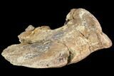 Bargain, Hadrosaur Ungual (Foot Claw) - Montana #103746-3